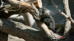 Planeta animalelor în fotografii (24 buc)
