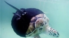 Animale cu proteze (8 fotografii)