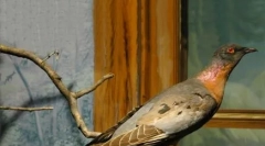 Animalele enumerate în cartea neagră: 25 specii dispărute