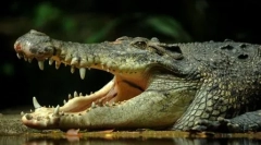 Fosile vii: 10 animale vechi care trăiesc în timpul nostru