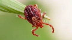 Ciclul de viață și dezvoltarea lui ixodic tings