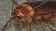 Ciclul de viață și dezvoltarea de gandaci