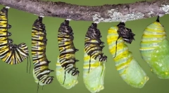 Ciclul de viață insecte