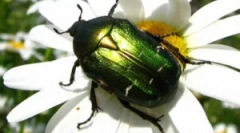 Benzul bronze golden