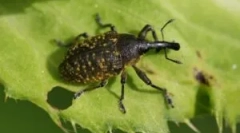 Zhuk weevil: descrierea, tipurile și stilul de viață