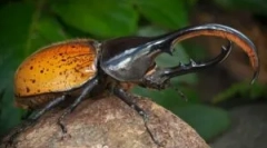 Beetle hercule: descriere și stil de viață