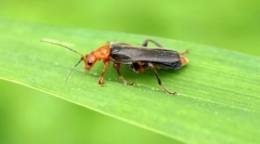 Sursa de spumă beetle