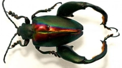 Beetle frog