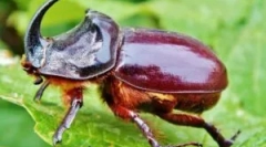 Beetle rhino: descriere și stil de viață