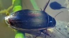 Beetle flooney: descrierea și stilul de viață