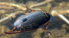 Beetle plavnete