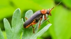 Fireman beetle: descrierea și stilul de viață