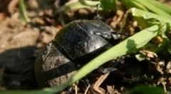 Zhka stream: descriere și stil de viață