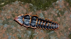 Beetle trilobit