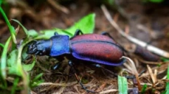 Beetle de luncă: descriere și stil de viață