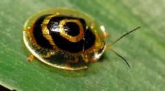 Beetle - turtle de aur