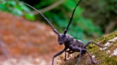 Beetles usachi: specii și daune