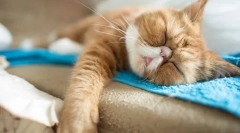 Pisici de iarnă hibern