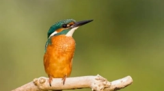 Cherfish. Familie de păsări