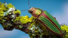 Greens conifere strălucitoare
