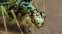 Zlatprace sau green midges acasă