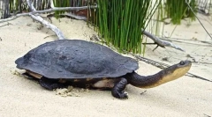 Broască țestoasă fără snoin