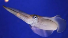 Valoarea moluștelor în natura și viața unei persoane