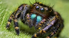 Valoarea spooformului