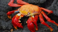 Sensul crustaceelor
