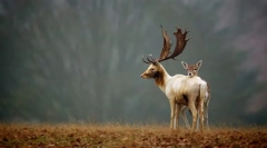 Valoarea organismelor vii în natură