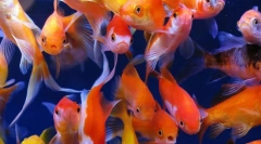 Goldfish (carassus auratus)
