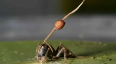 Ciuperca zombie sa dovedit a fi mult mai periculoasă decât oamenii de știință credeau