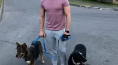 Stele arată afacerea care ajută animalele fără adăpost