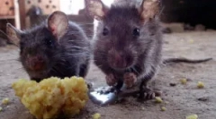 Sunete scrâșind rozătoarele